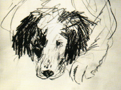 Portrait eines Hundes